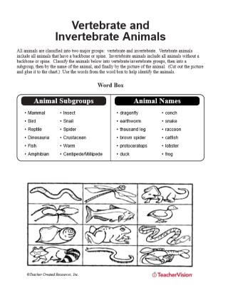 Vertebrates And Invertebrates Worksheet